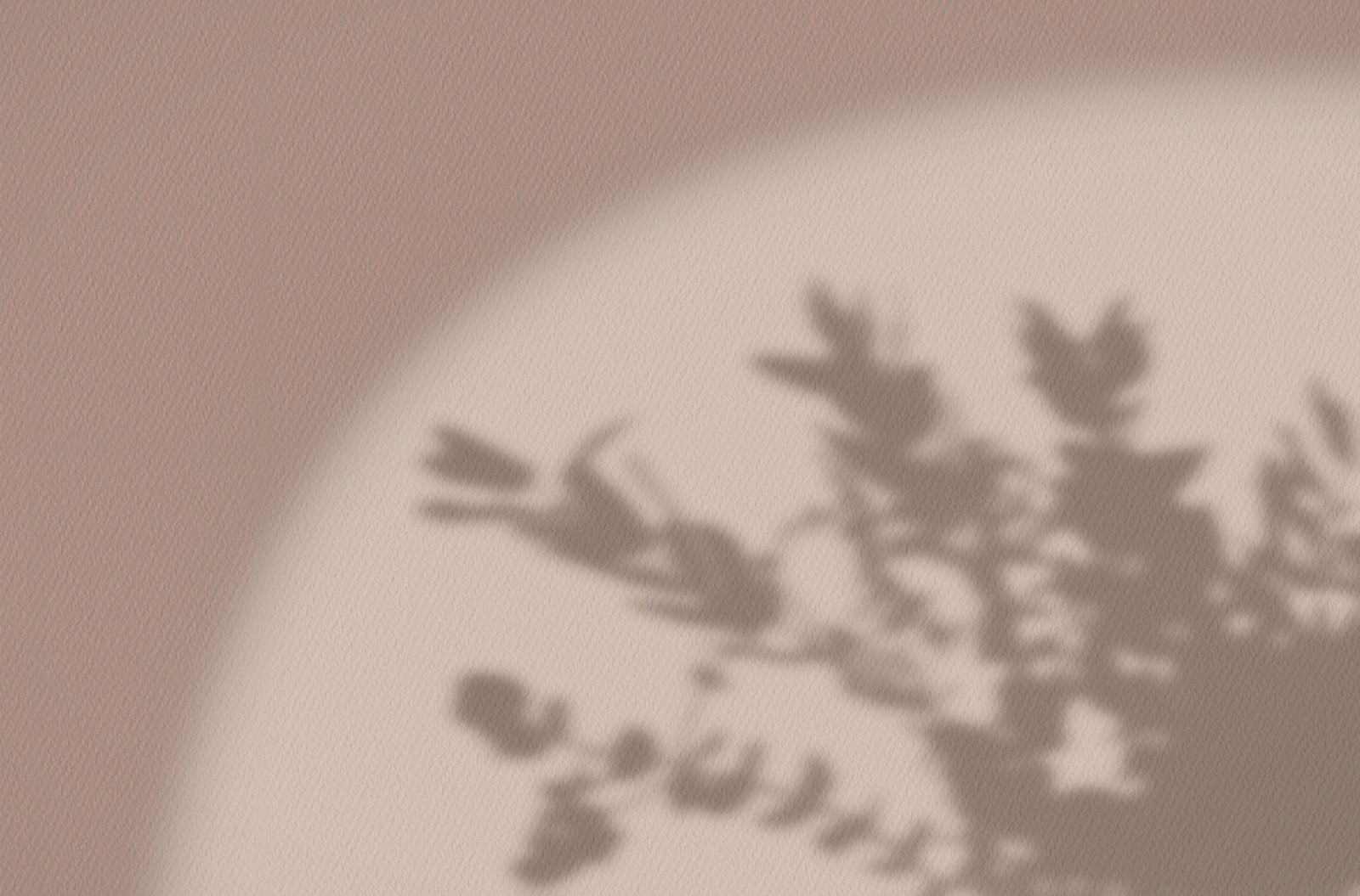 Shadow of a flowering branch on a blush wall
